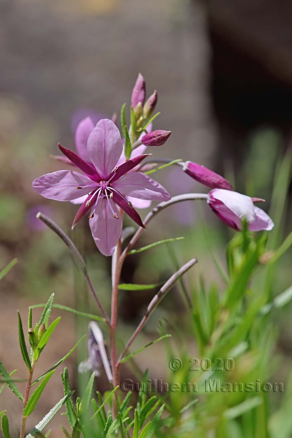 Epilobium dodonaei subsp. fleischeri