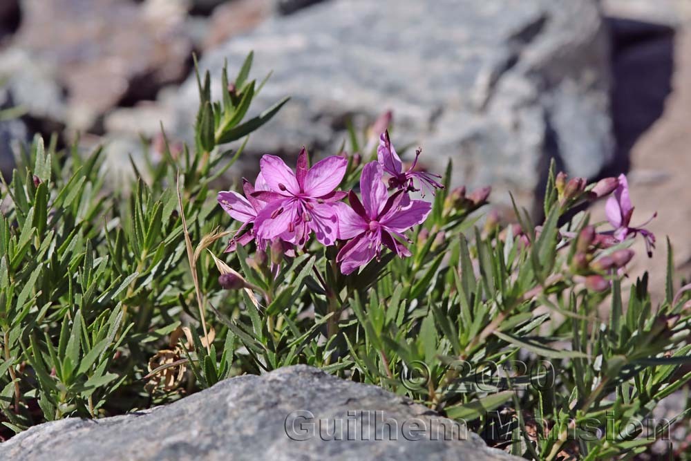 Epilobium dodonaei subsp. fleischeri