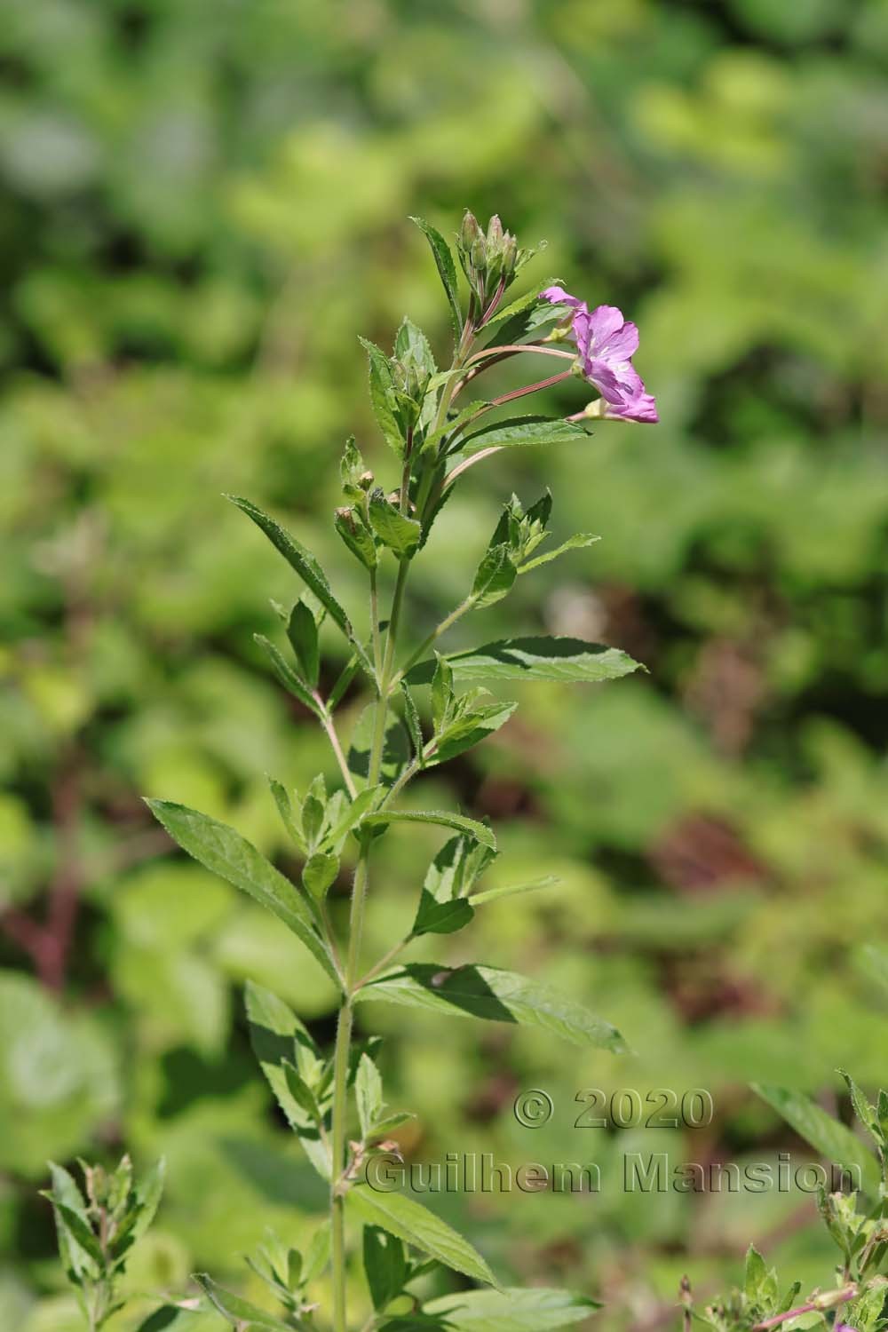 Epilobium hirsutum