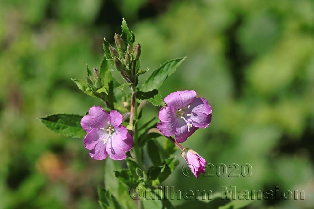 Epilobium hirsutum