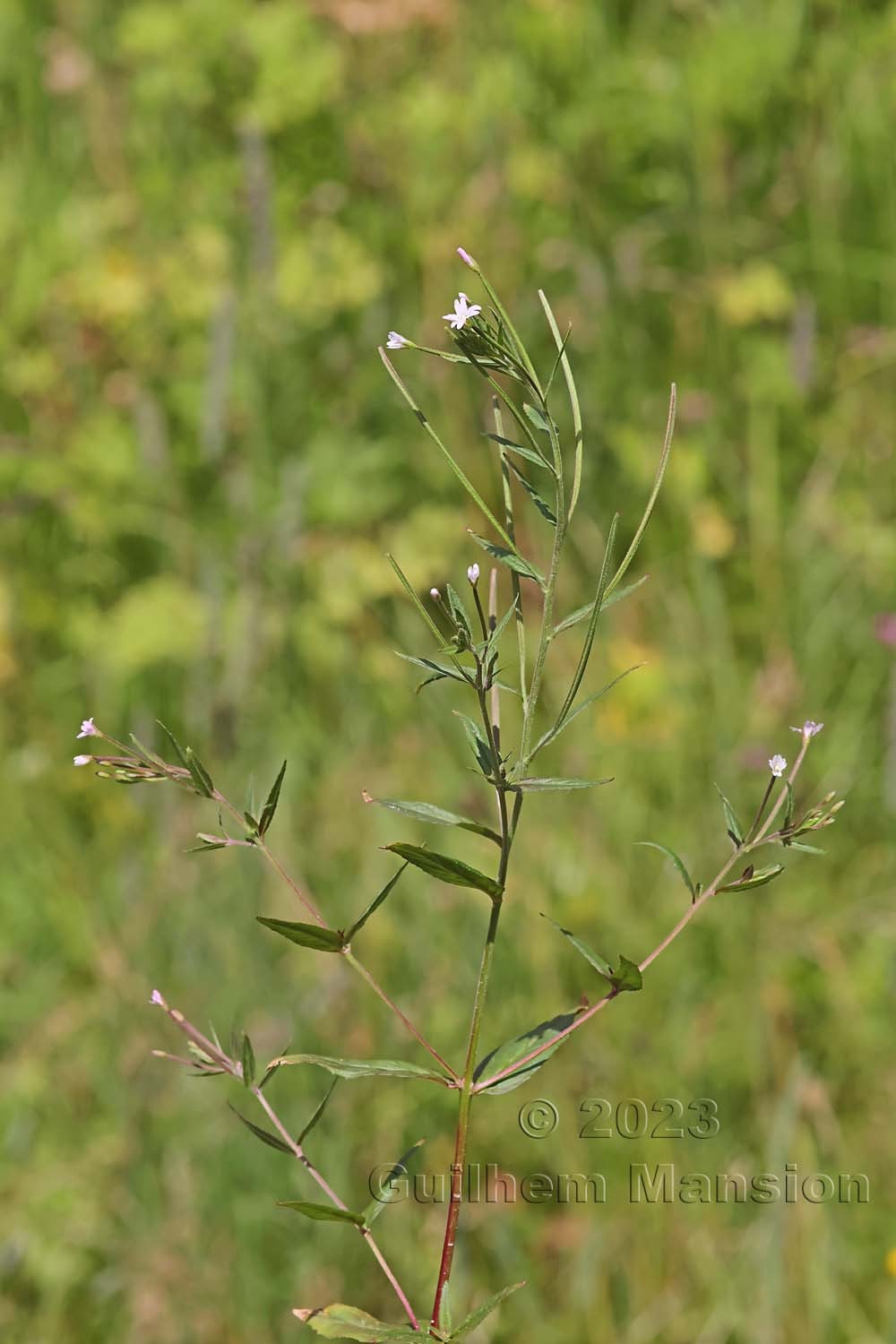 Epilobium parviflorum 20230718 05 copy