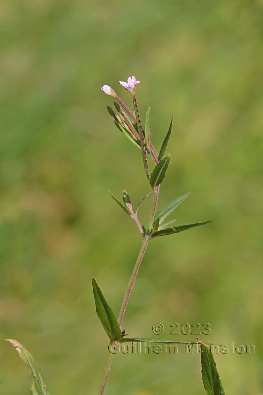 Epilobium parviflorum