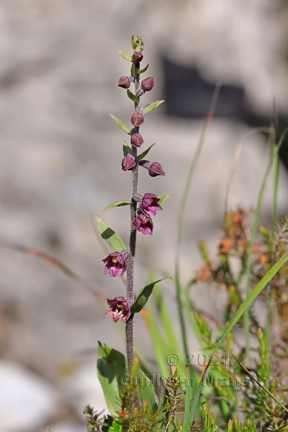 Epipactis atrorubens