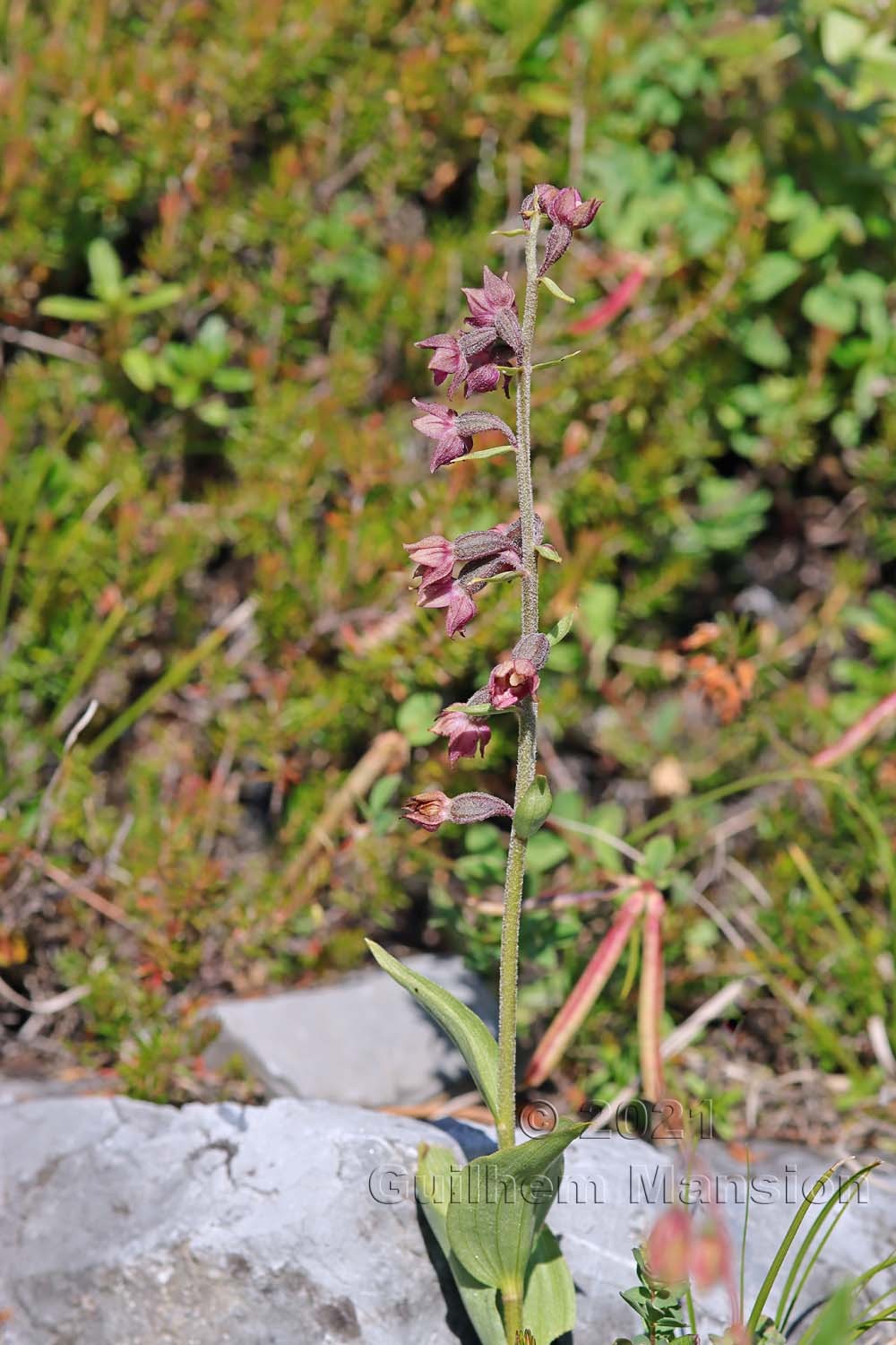 Epipactis atrorubens