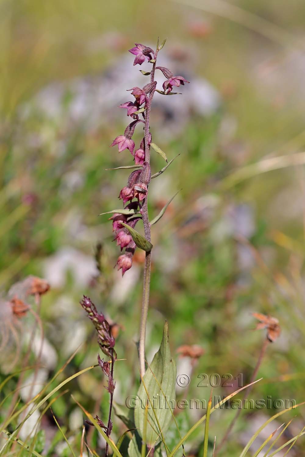 Epipactis atrorubens