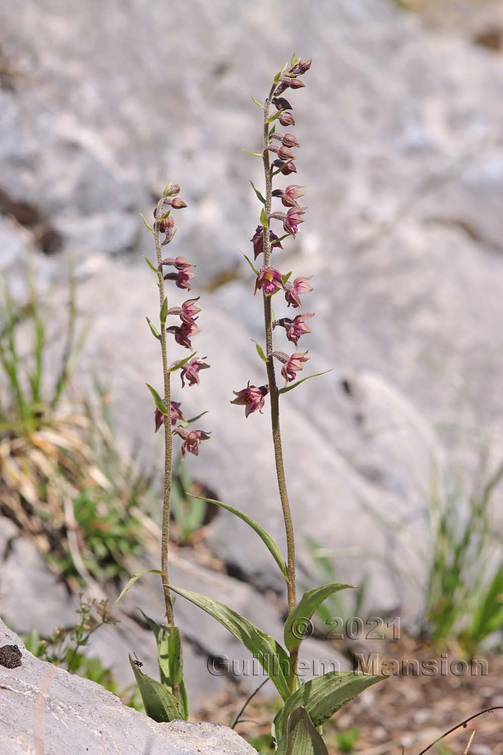 Epipactis atrorubens