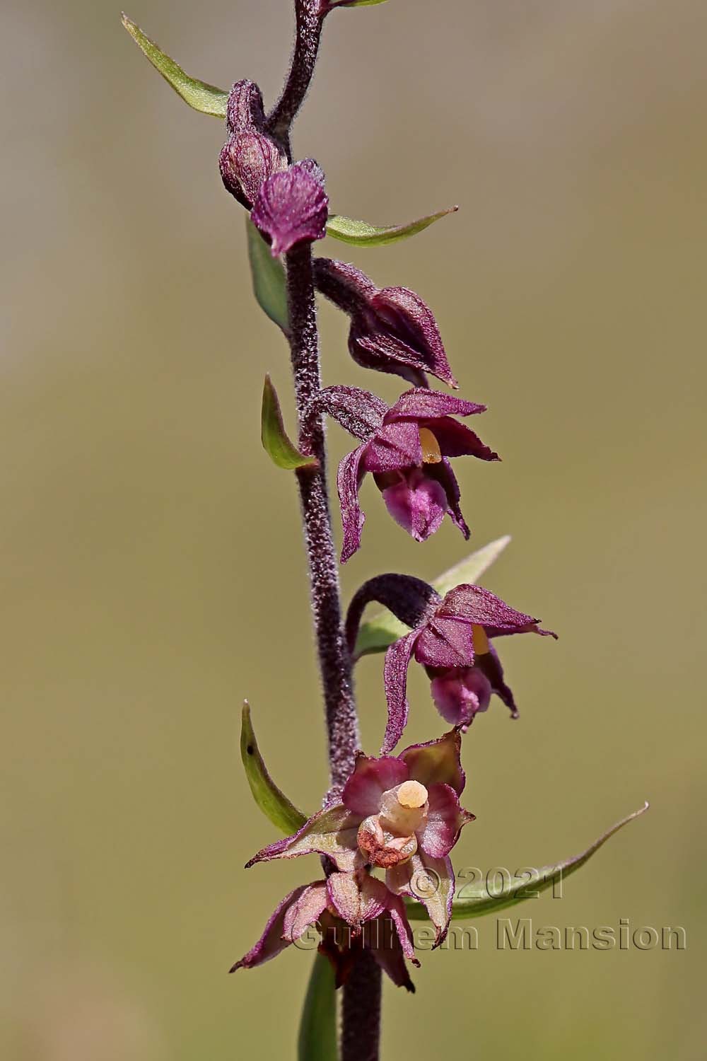 Epipactis atrorubens