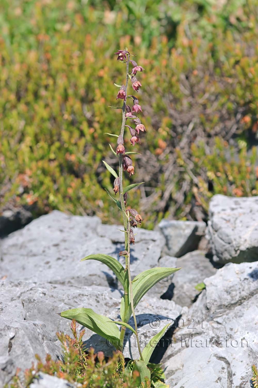 Epipactis atrorubens