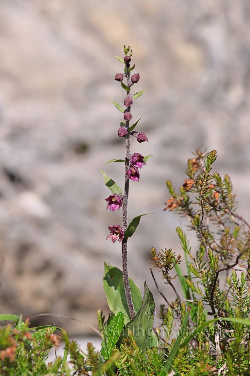 Epipactis atrorubens