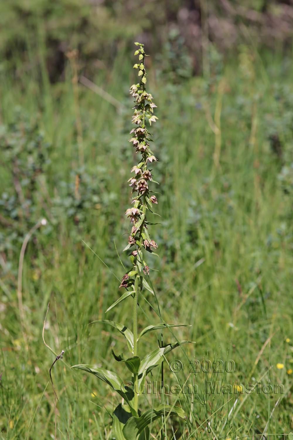 Epipactis helleborine