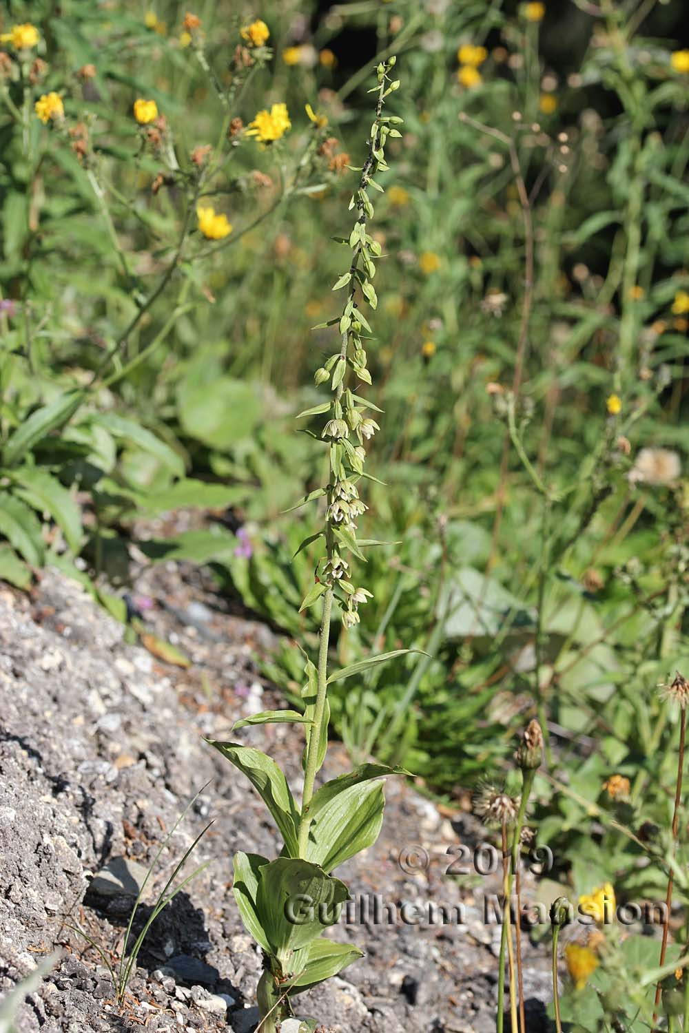 Epipactis helleborine