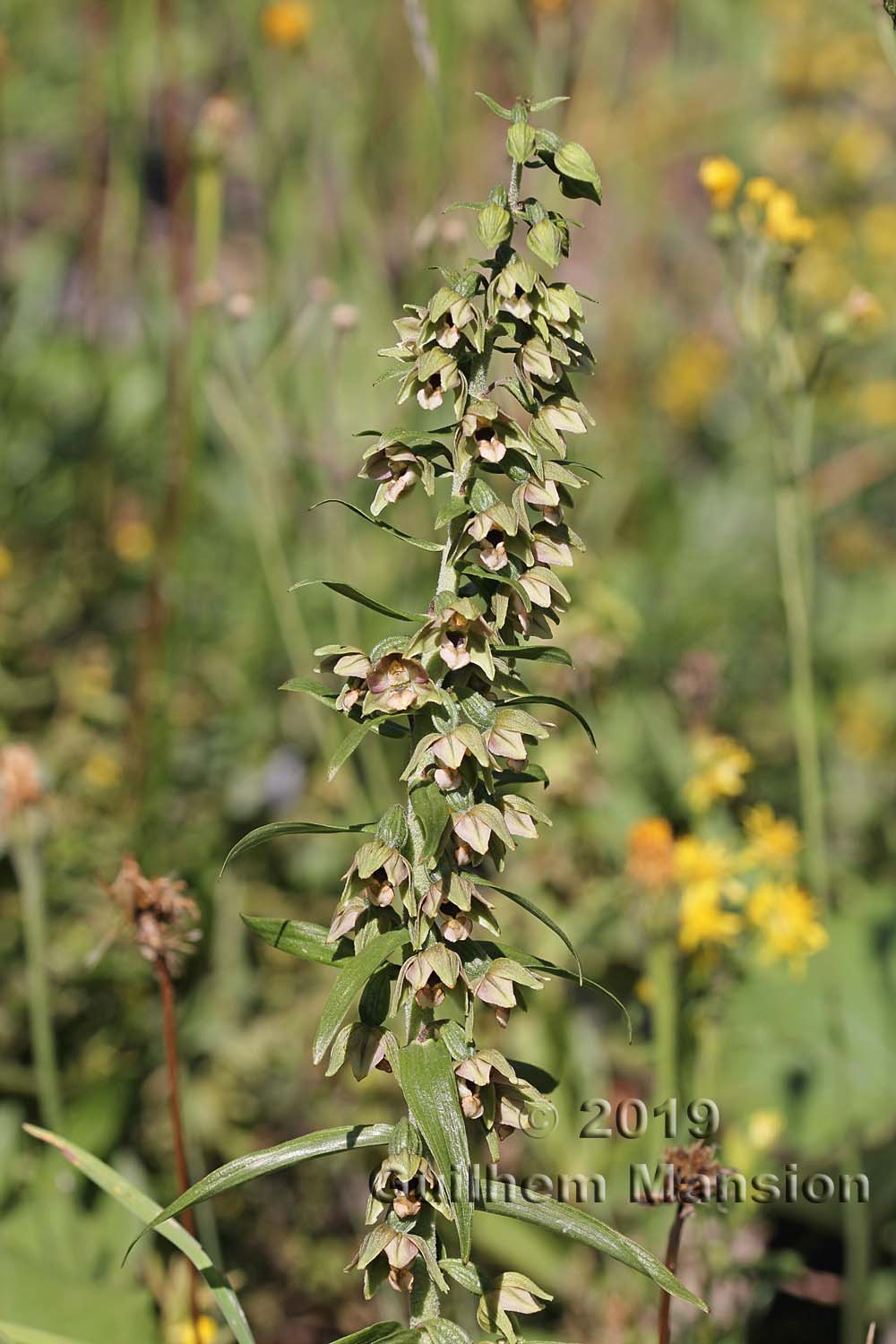 Epipactis helleborine