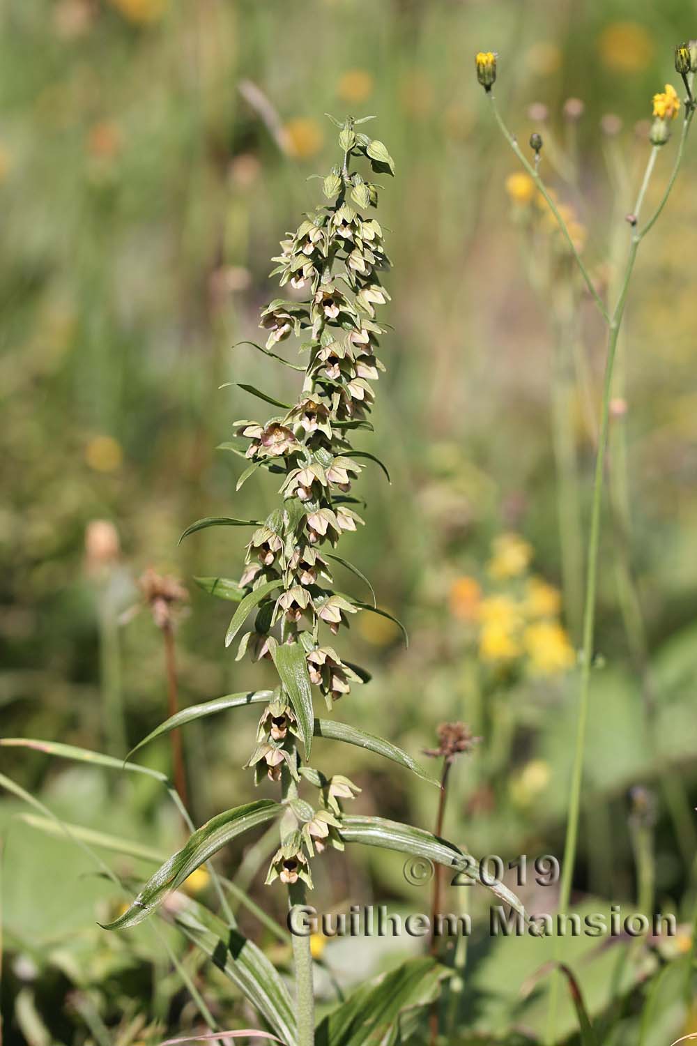 Epipactis helleborine