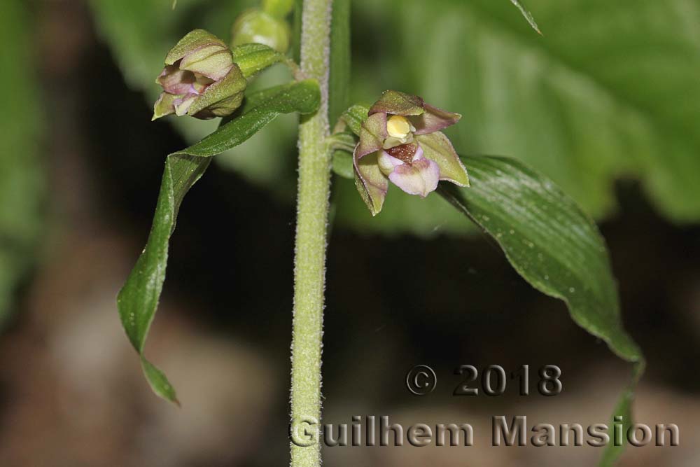 Epipactis helleborine