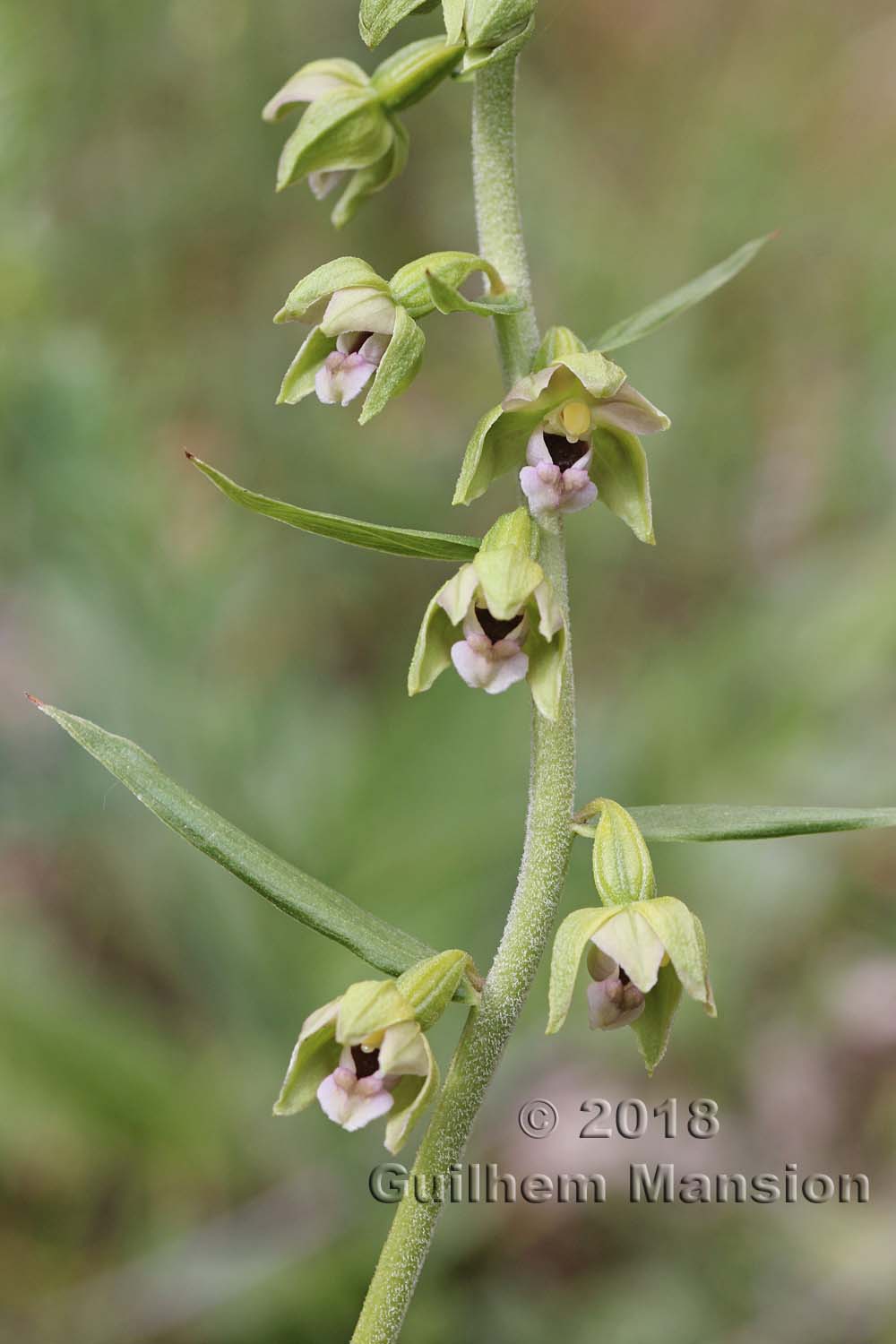 Epipactis helleborine