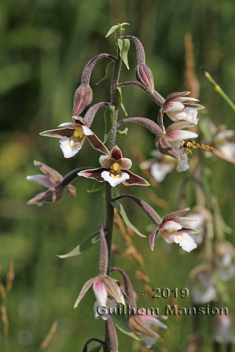 Epipactis palustris