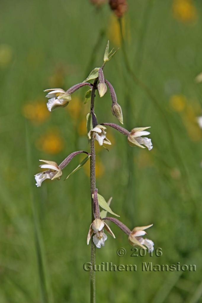 Epipactis palustris