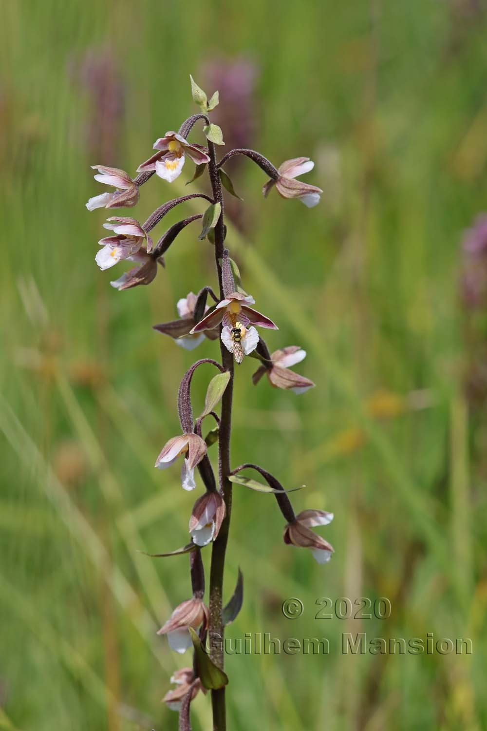 Epipactis palustris