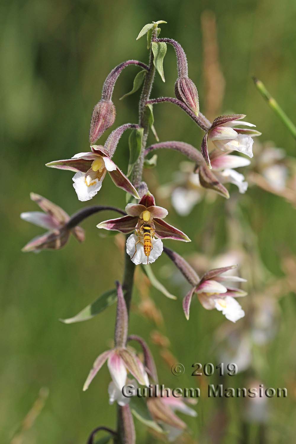 Epipactis palustris