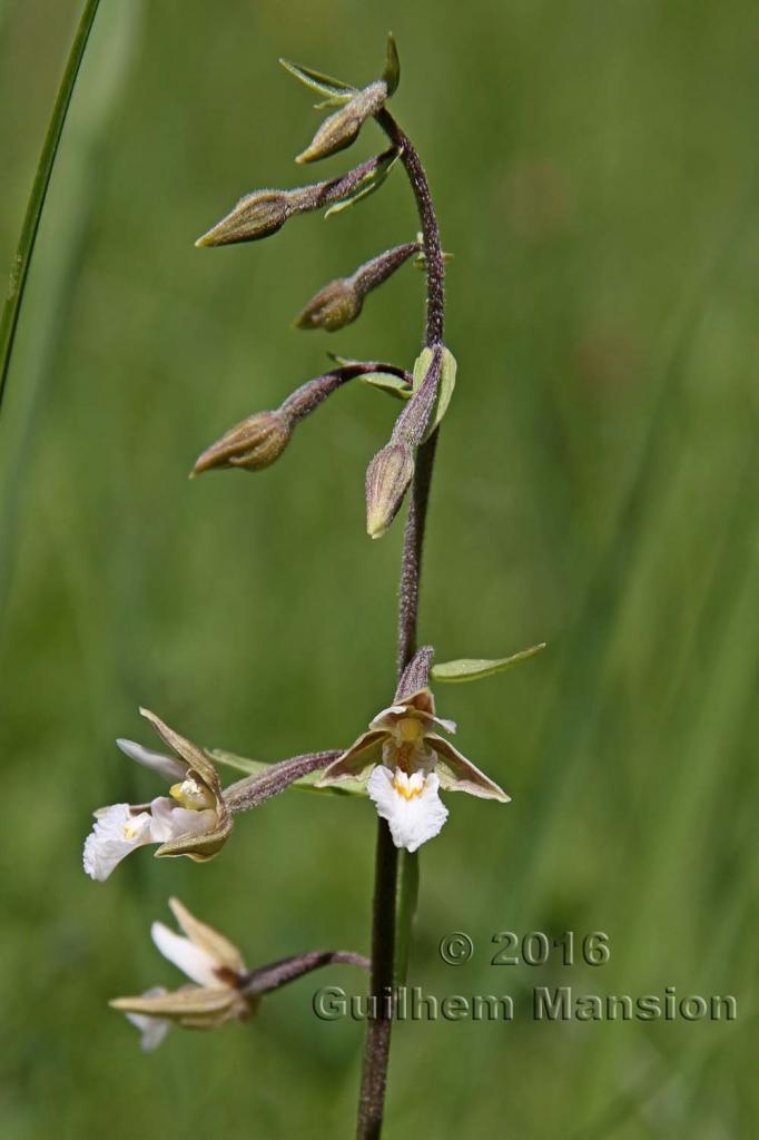 Epipactis palustris