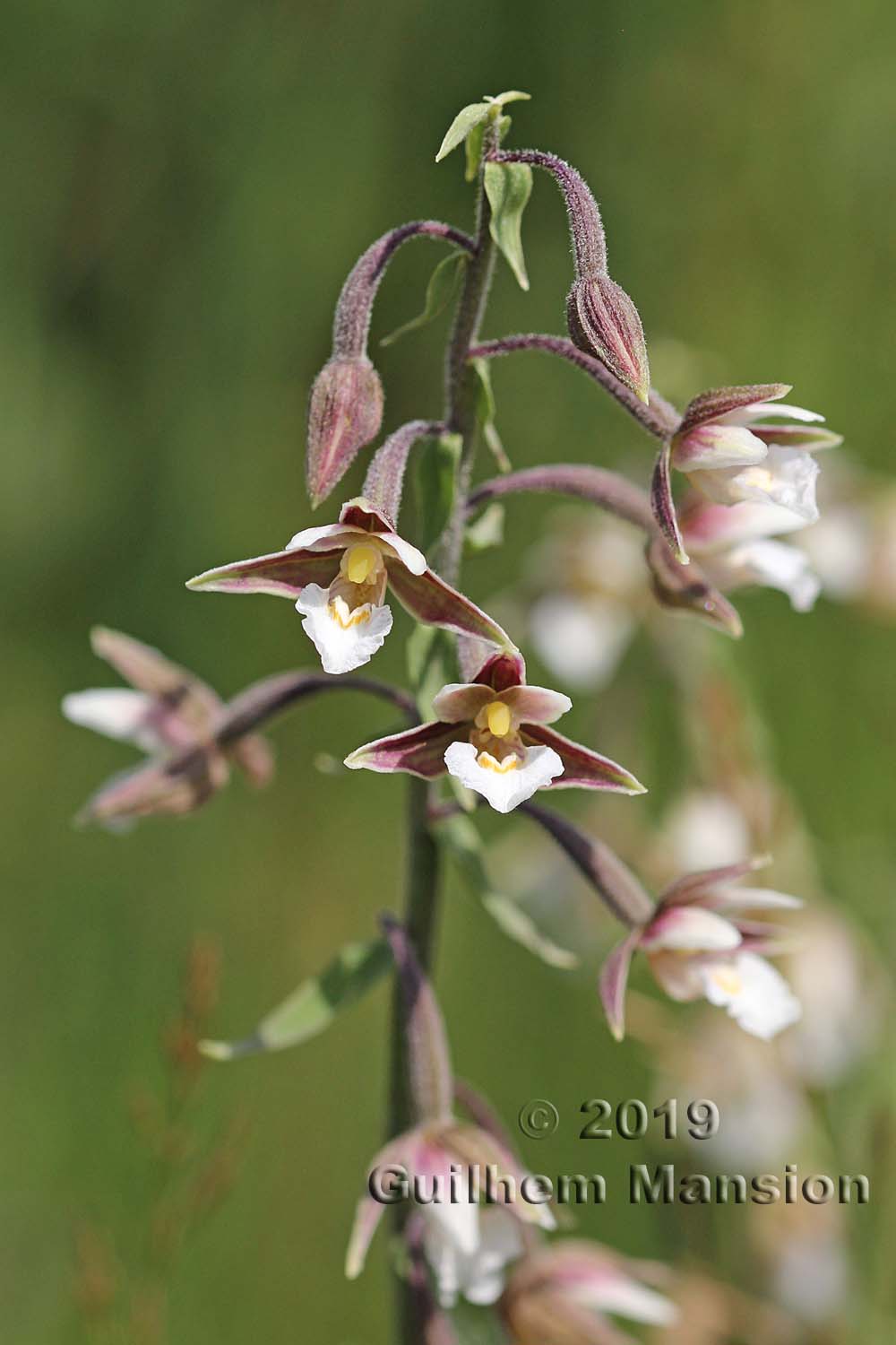 Epipactis palustris