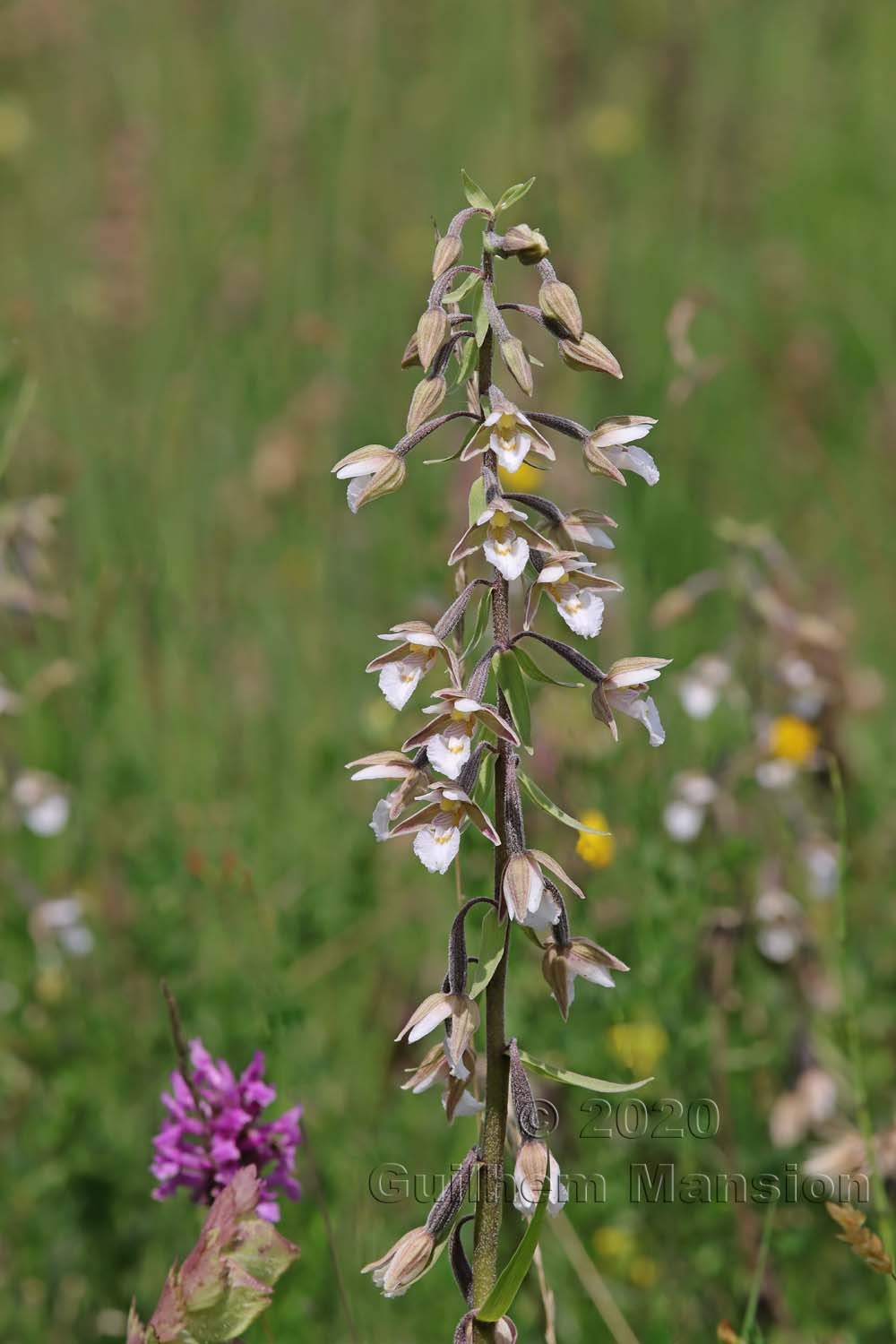 Epipactis palustris