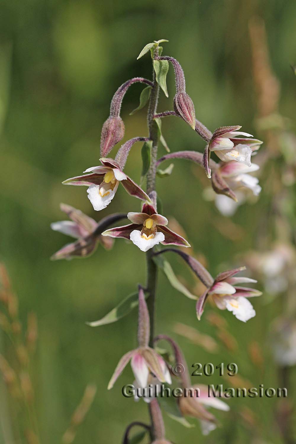 Epipactis palustris