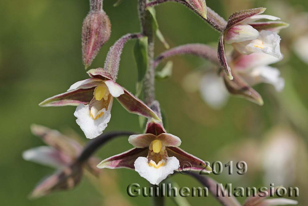 Epipactis palustris