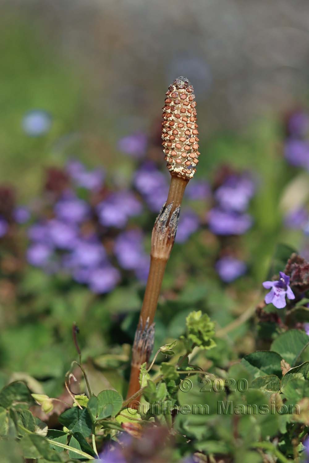 Equisetum arvense