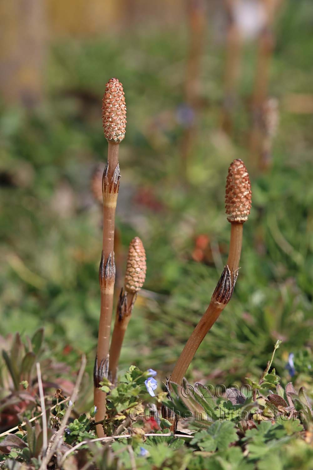 Equisetum arvense