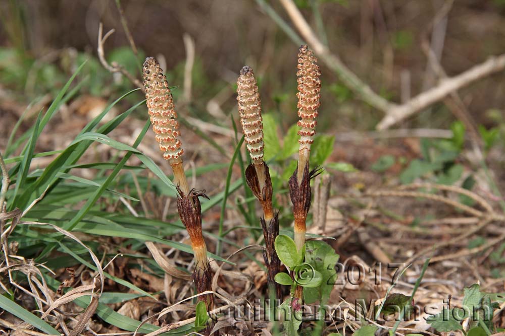 Equisetum arvense