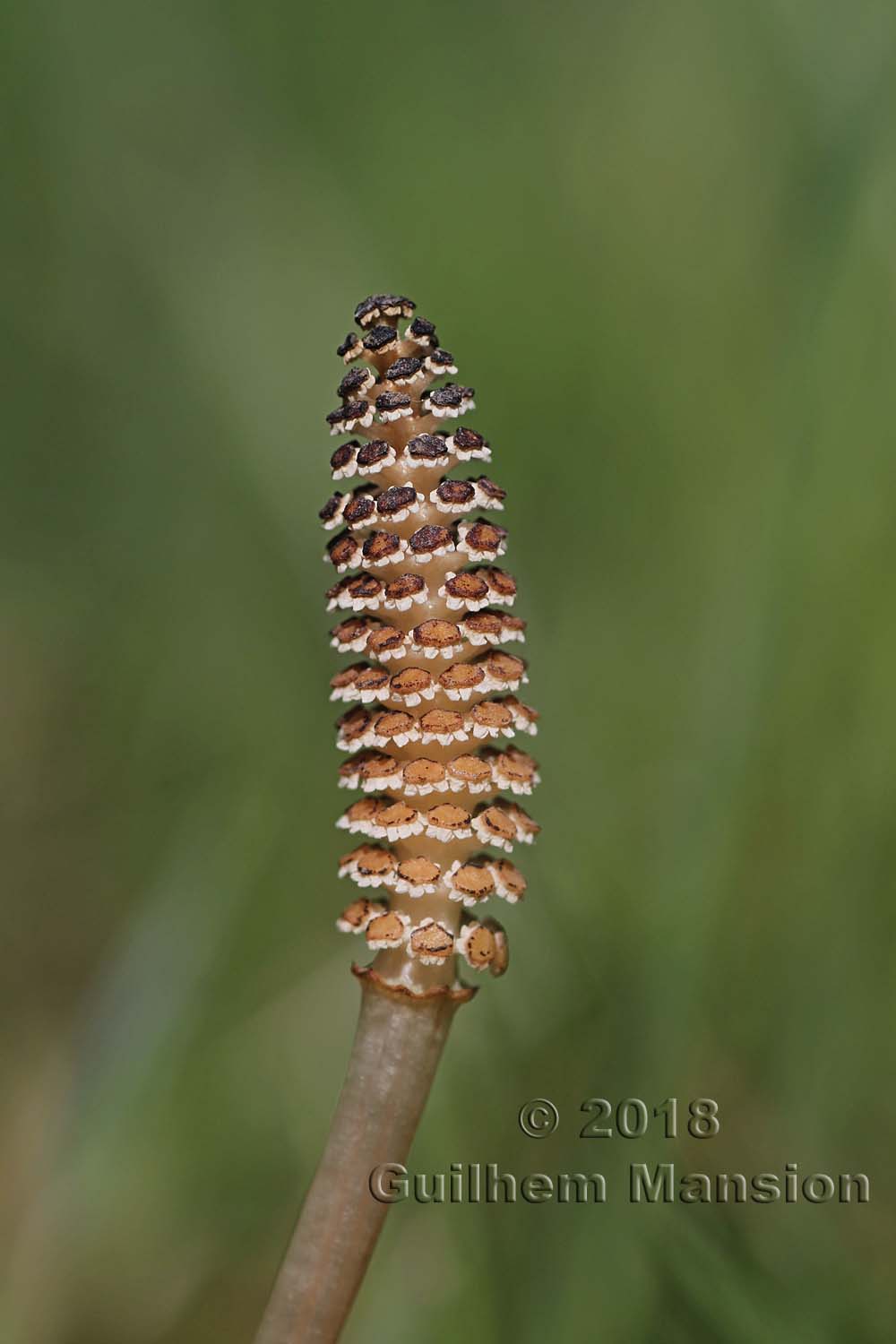 Equisetum arvense