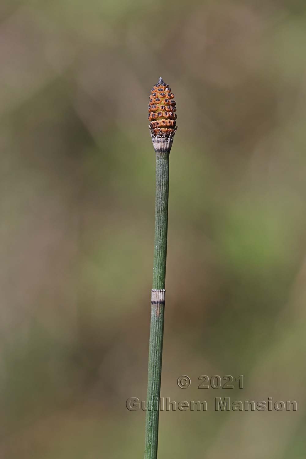 Equisetum hiemale