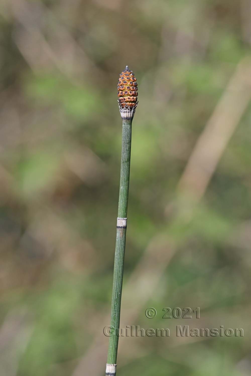 Equisetum hiemale