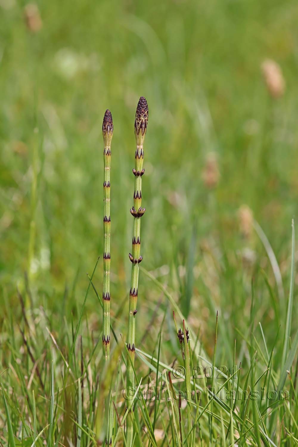 Equisetum palustre