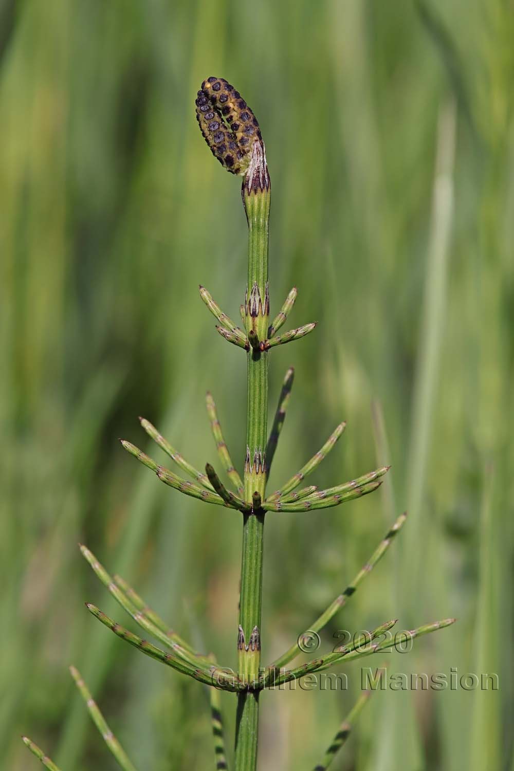 Equisetum palustre