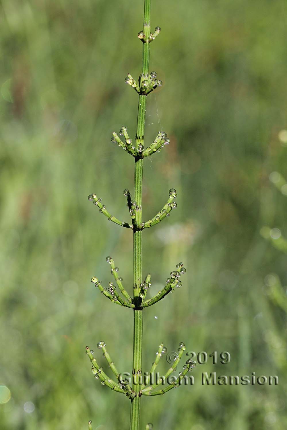 Equisetum palustre