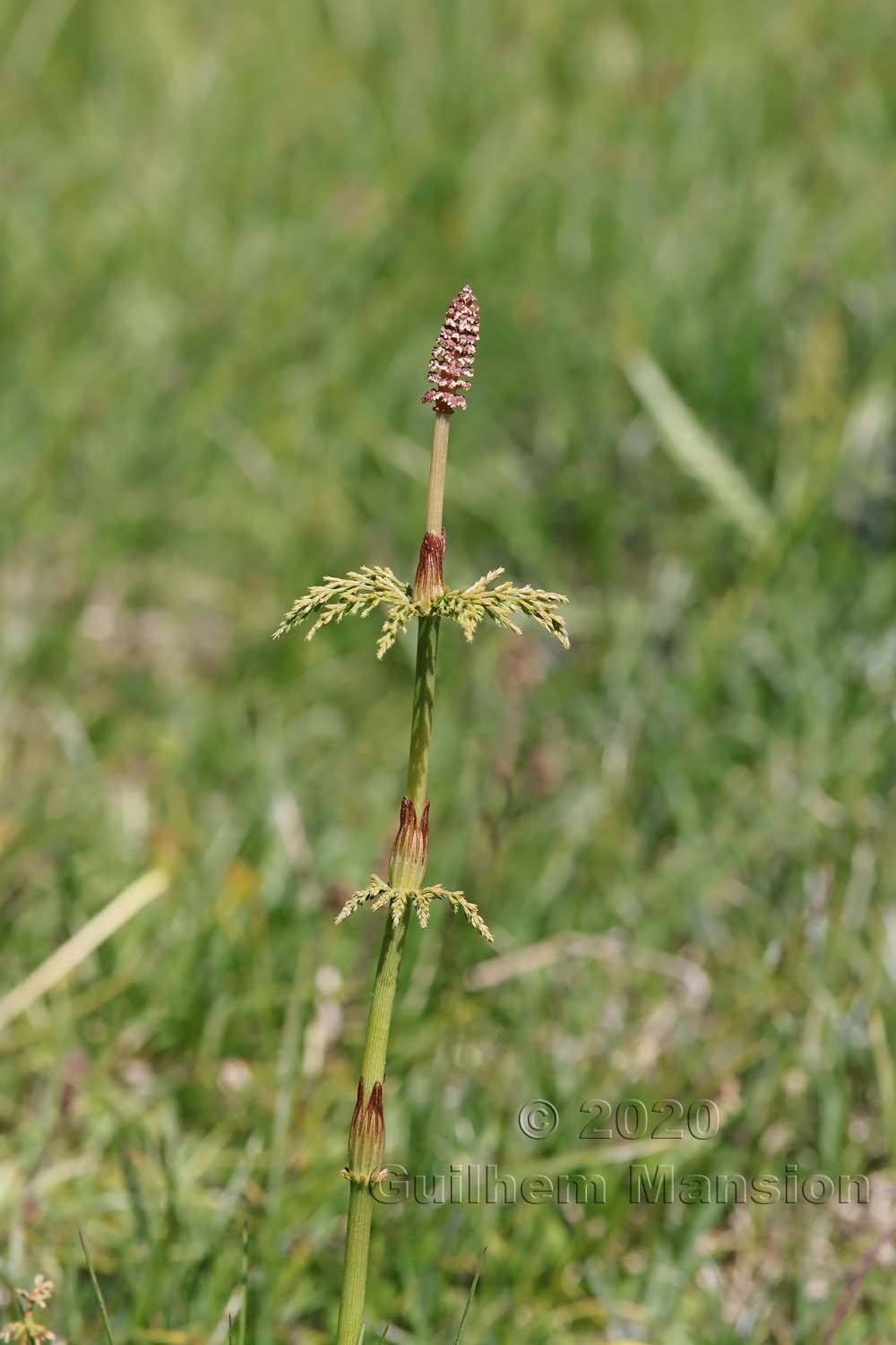 Equisetum sylvaticum