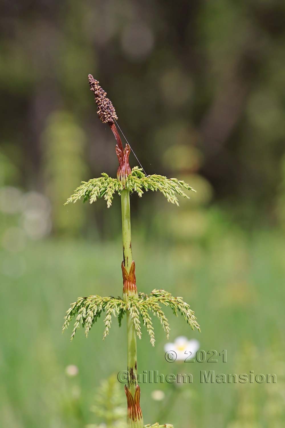 Equisetum sylvaticum