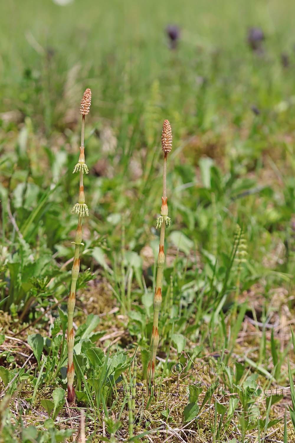 Equisetum sylvaticum