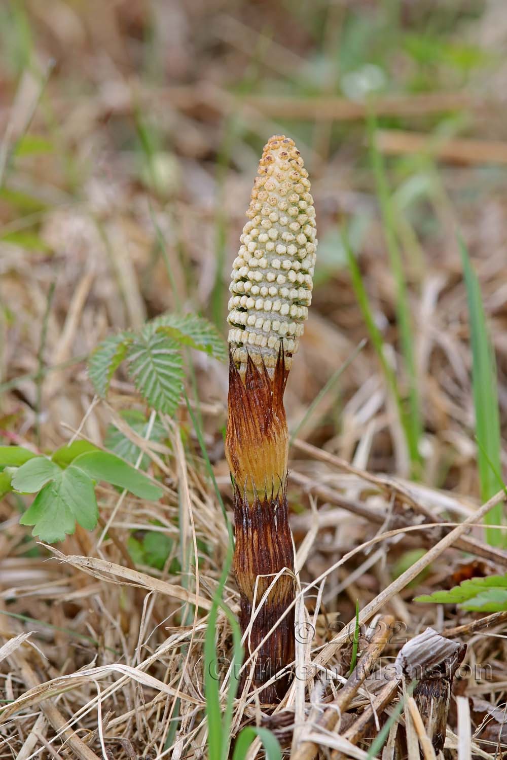 Equisetum telmateia