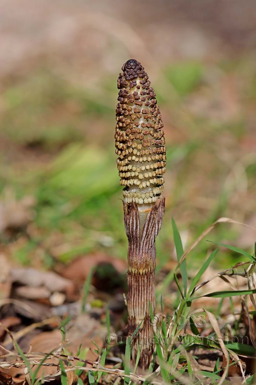 Equisetum telmateia