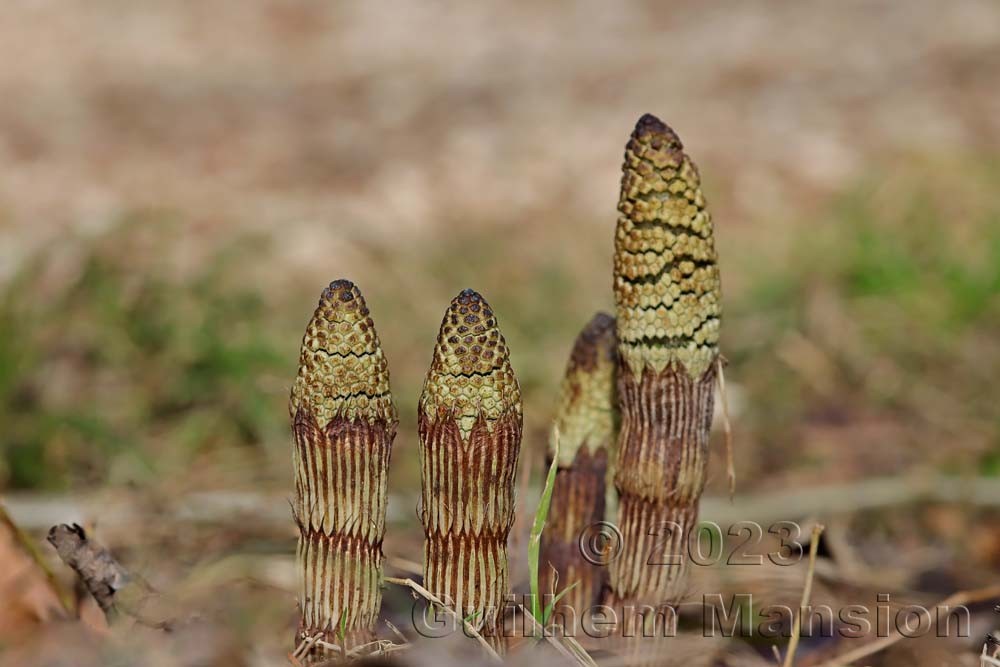 Equisetum telmateia