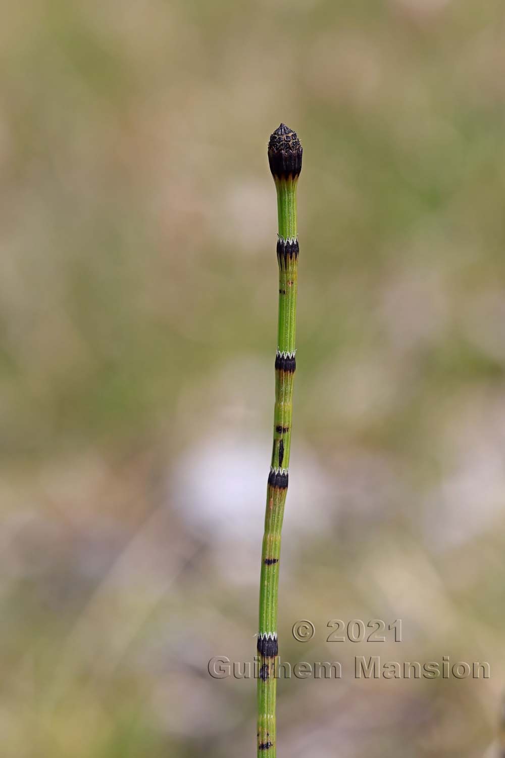 Equisetum variegatum