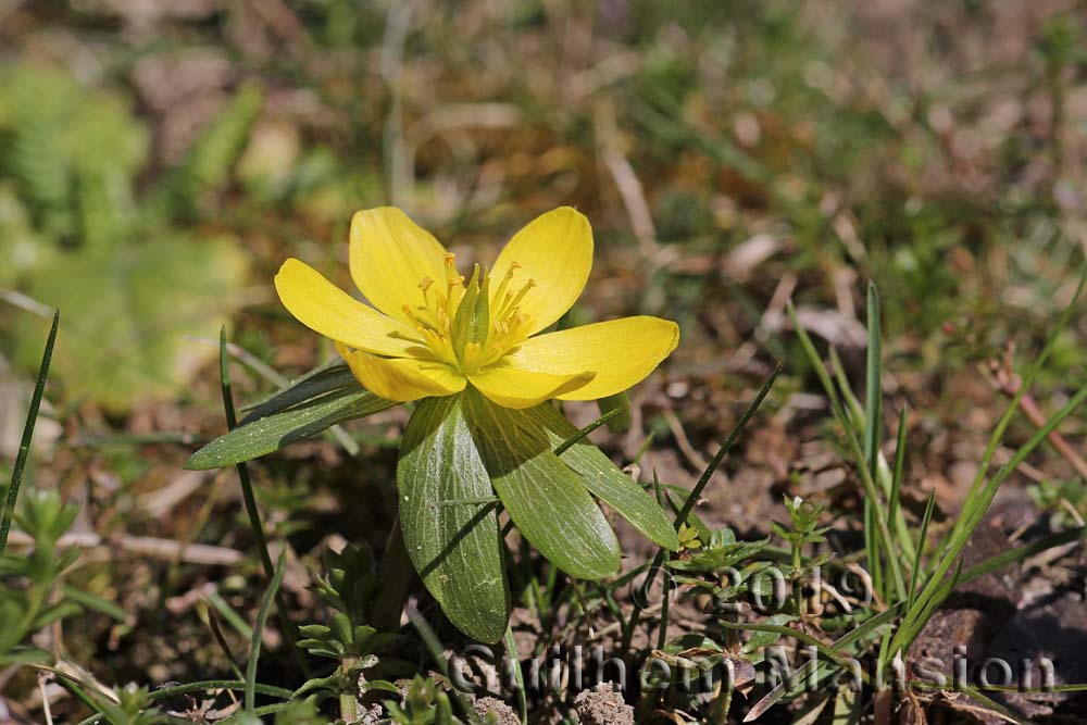 Eranthis hyemalis