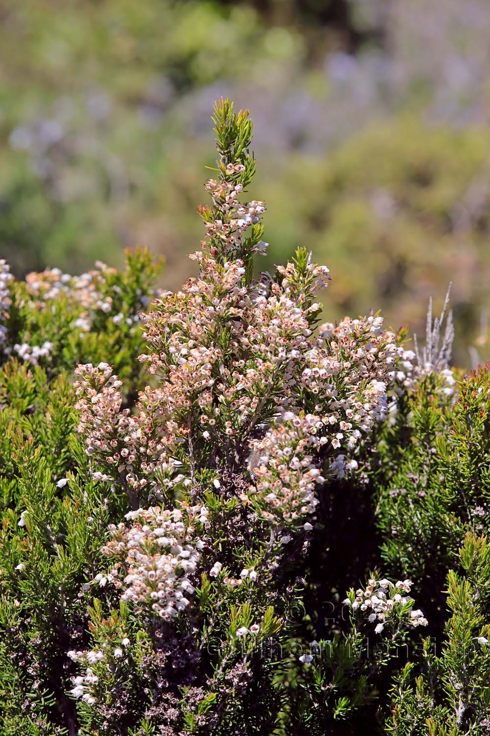 Erica arborea