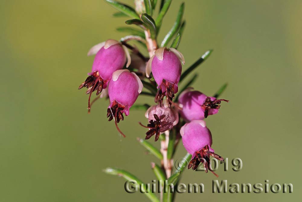 Erica carnea