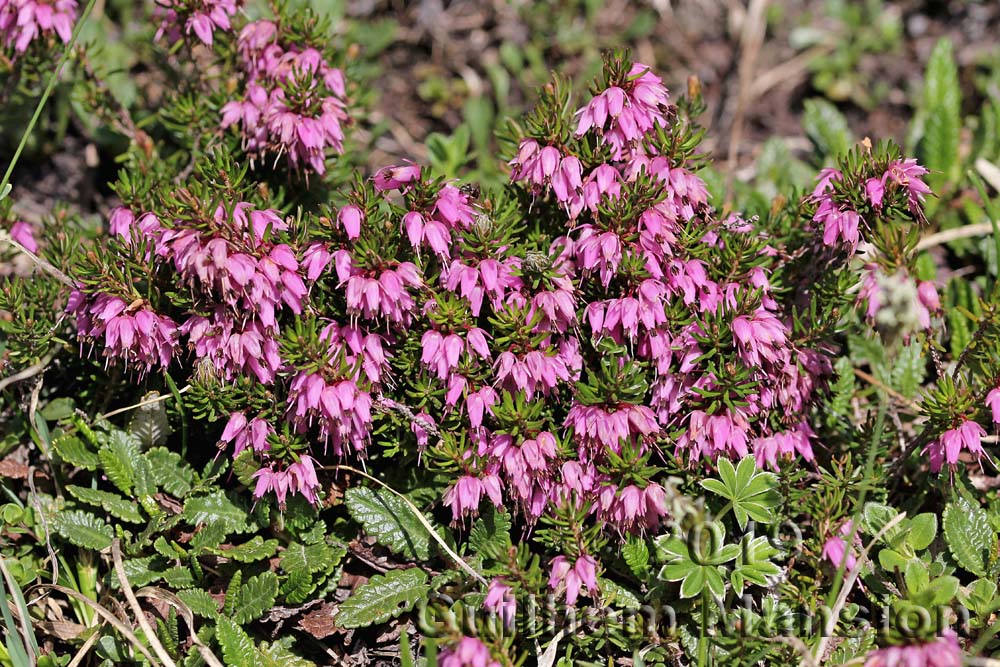 Erica carnea