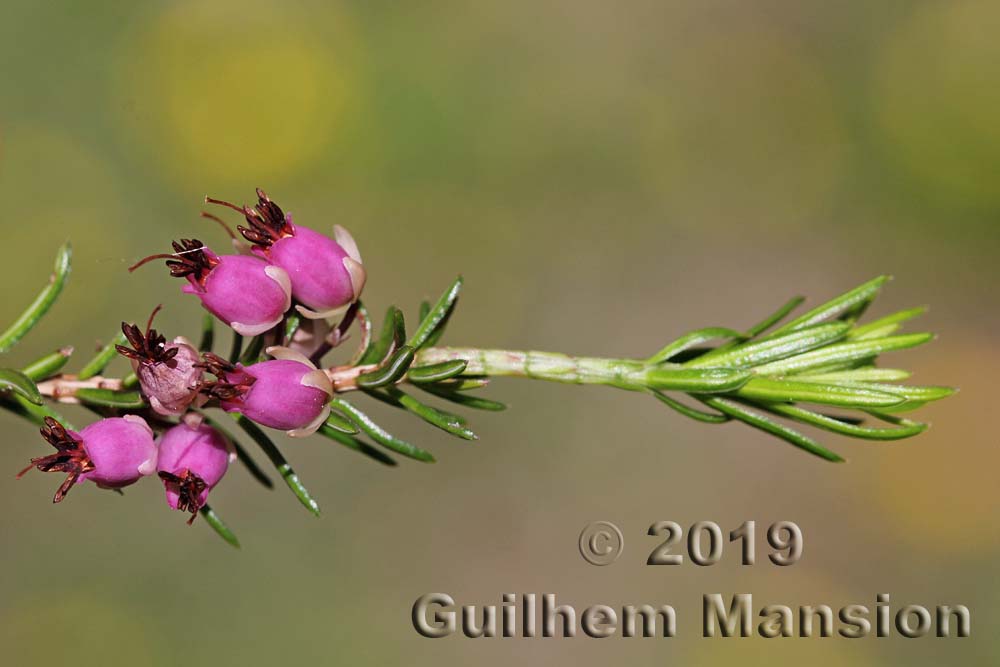 Erica carnea