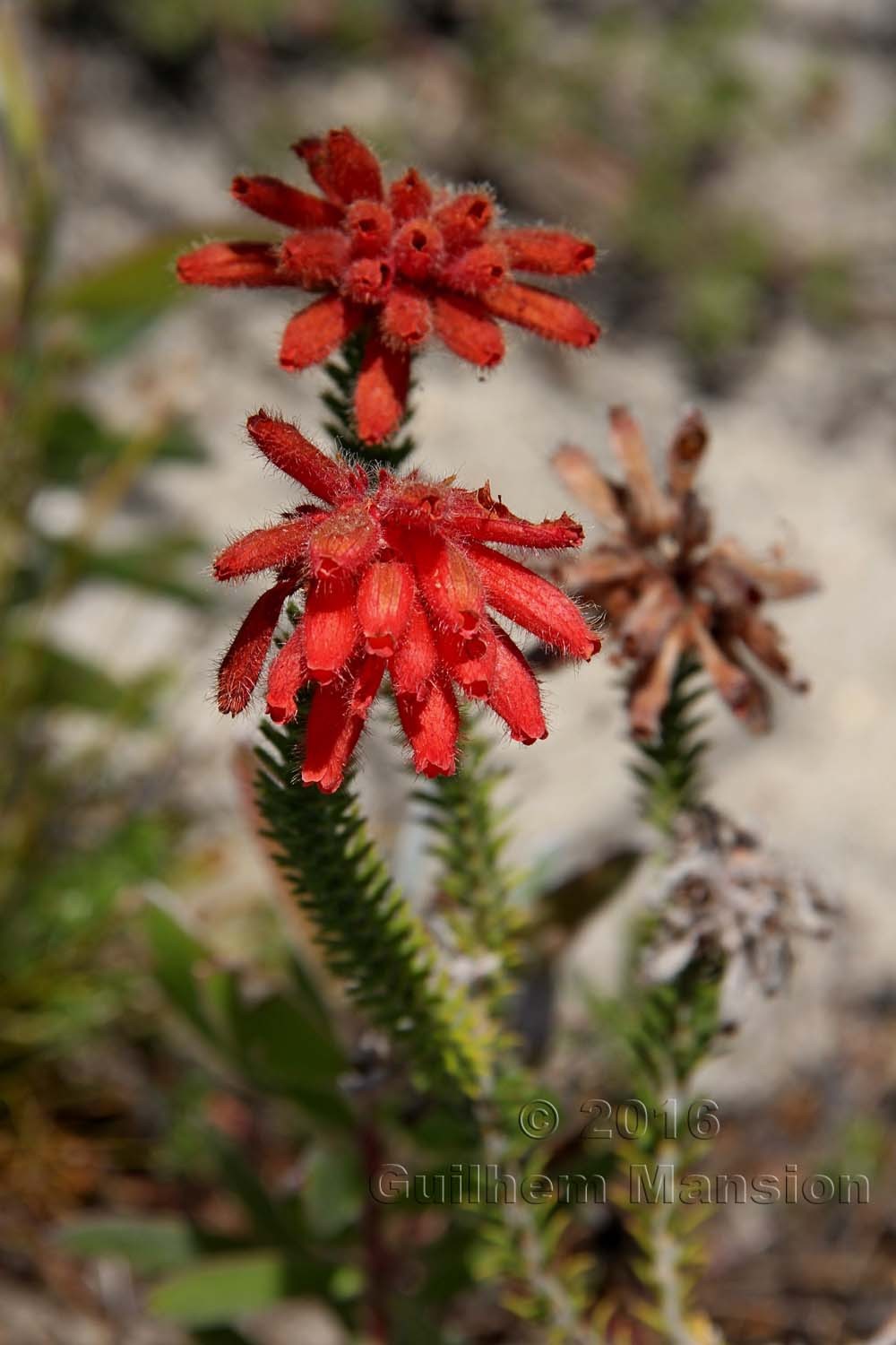 Erica cerinthoides